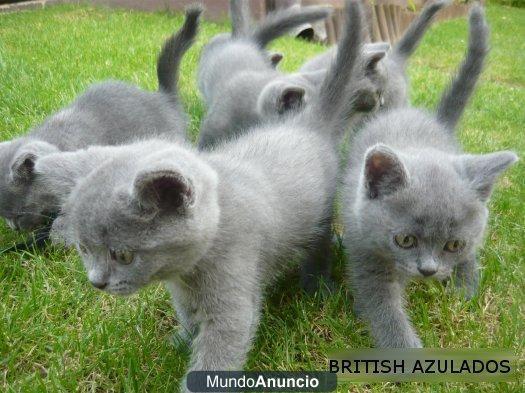 gatitos british blue