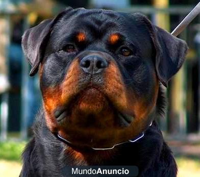 NUEVAS Y EXCELENTES CAMADAS DE ROTTWEILER