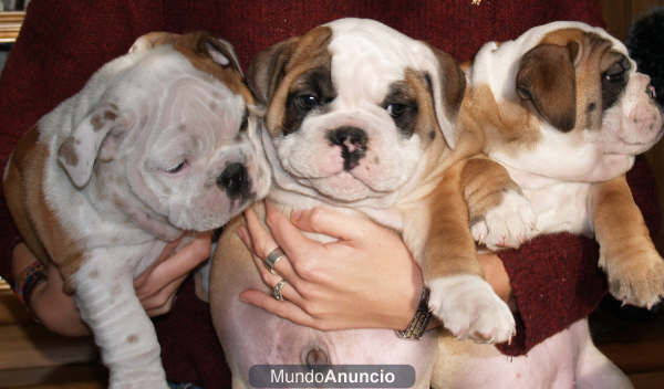 Vendo camada de Bulldog ingles, muy buen precio