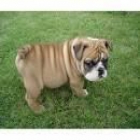 Vendo hembra de bulldog ingles por no poder atender - mejor precio | unprecio.es