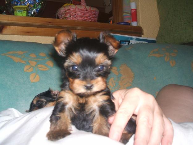 Yorkshire Terrier Mini vendo cachorros