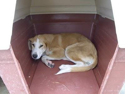 cachorrita de tamaño grande nesecita un hogar URGENTE!!