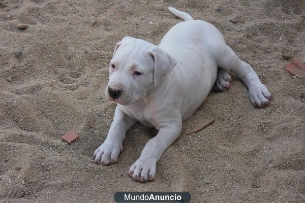 Cachorros de dogo argentino