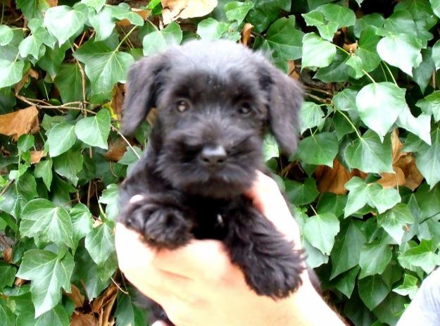 Cachorros Schnauzer Mini 390€