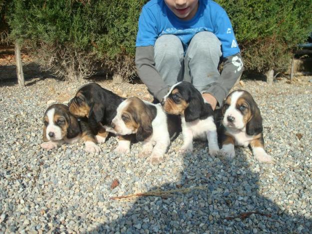 Espectaculares cachorros de Basset Hound