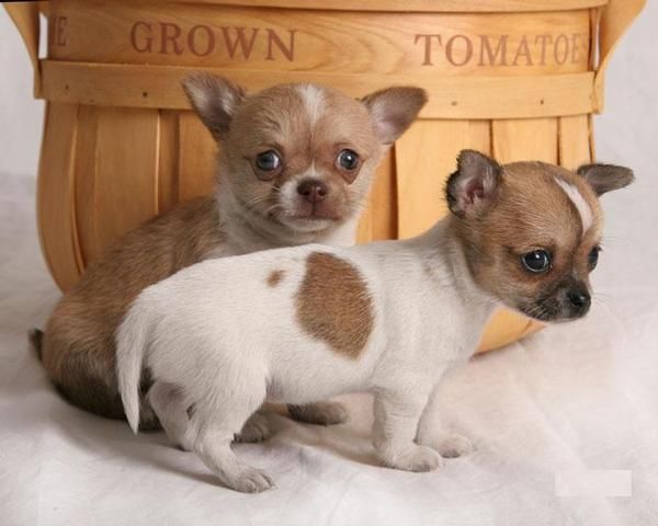 ESTE ES UN Chihuahua cachorros dulce para adoption.150