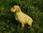 Labrador Retriever , de color marrón y negro disponibles para entrega , LOE - mejor precio | unprecio.es