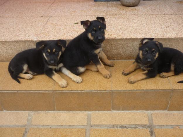 Preciosos cachorros de pastor aleman [120 e]