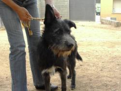 SE REGALA PERRO SCHNAUZER GIGANTE