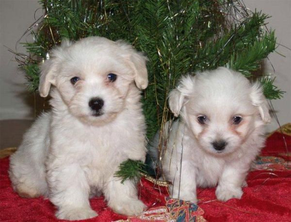 Tu  Bichon maltes, pídetelo para papa nóel