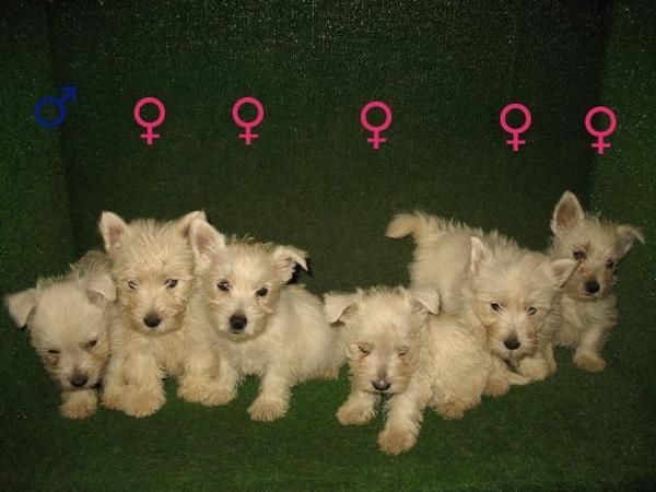 WESTIES  340  preciosos