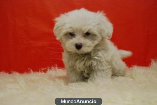 Bichon Maltes, ven a verlos¡ tienen solo dos mesecitos