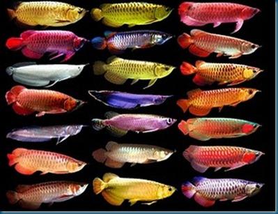 Calidad superior grado AAA asiático Arowana peces de criadores genuinos disponibles a la v