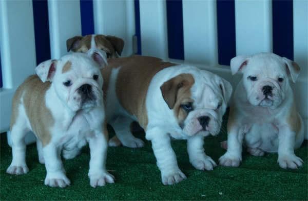 Cachorros Bulldog inglés ¡Garantía de CINCO AÑOS