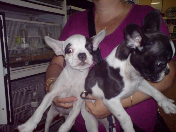 CACHORROS DE BULLDOG FRANCES, 350 EUROS