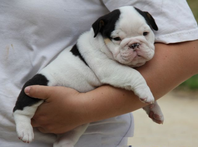 Excelente Camada Cachorros Bulldog Ingles Con Un Gran Pedigri