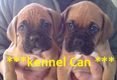 fabulosos cachorros de boxer kennel can