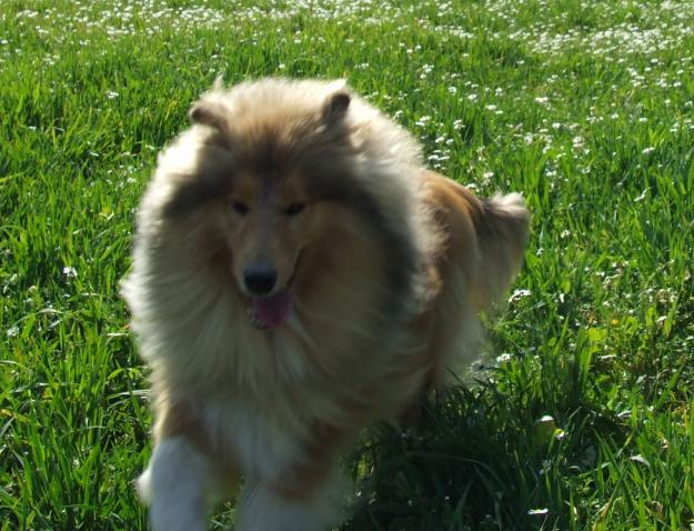 Rough Collie (LAssie)