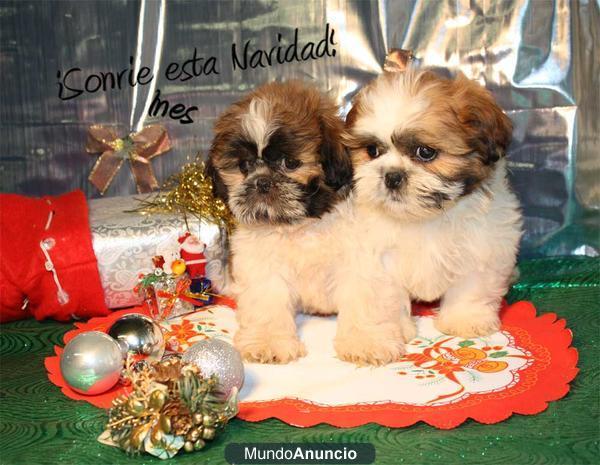 ¡shih tzu, buen precio y garantías!