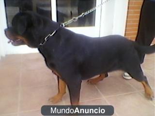 Excelente ejemplar de Rottweiler para monta