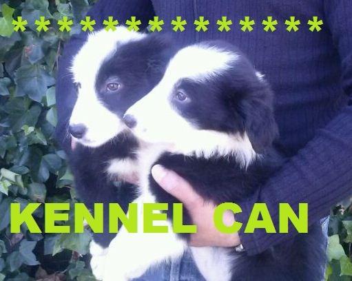 excelentes cachorros de border collie kennel can