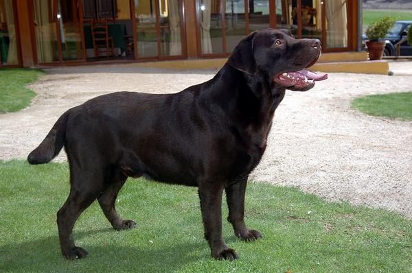 labradores de altisima calidad