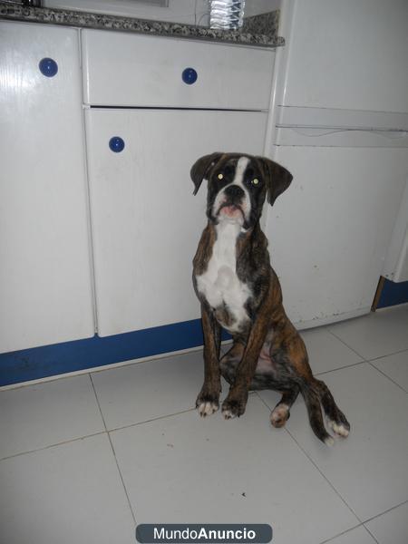 regalo perra boxer