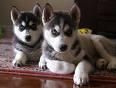 Siberian Husky Cachorros de adoptar para la Navidad.