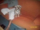 ---ADOPTAME-xYORKIE--BUSCO FAMILIA - mejor precio | unprecio.es