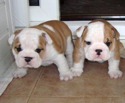 Atractivo miniatura Inglés bulldog cachorros para un buen hogar