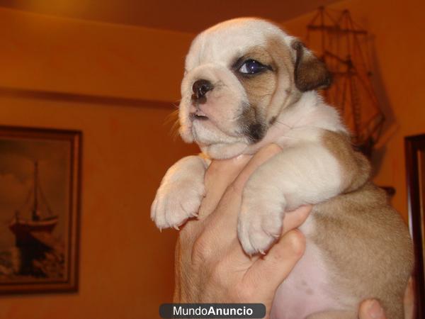 Cachorros de Bulldog ingles En Bilbao