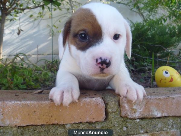 cachorros de jack russell terrier con loce