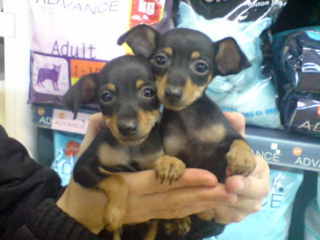 CACHORROS DE PINCHER MINIATURA, PRECIOSOS 480 EUROS