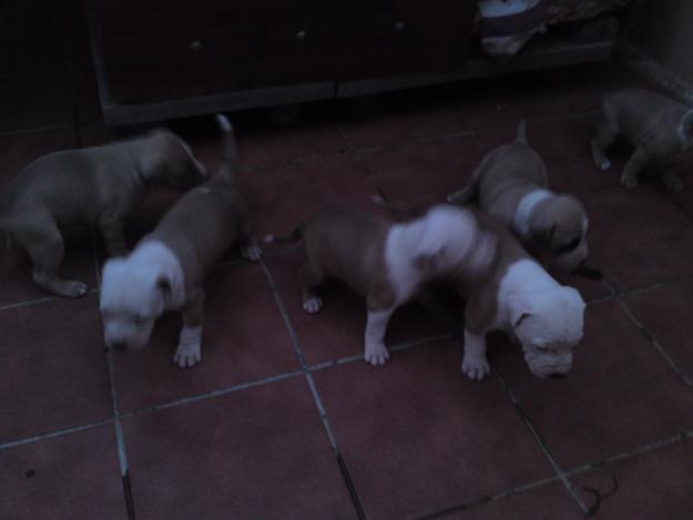 Cachorros de Pit Bull con American Stanford