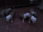 Cachorros de Pit Bull con American Stanford - mejor precio | unprecio.es