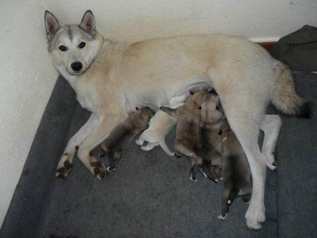 cachorros de WEST SIBERIAN LAIKA