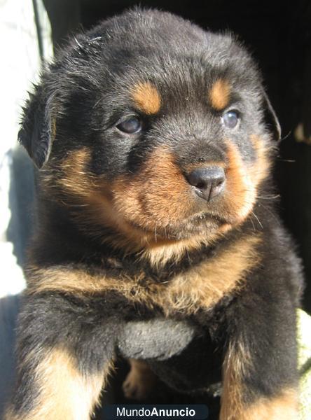 Disponible excelentes cachorritas de rottweiler