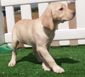 Labrador, excelentes cachorros de dos meses