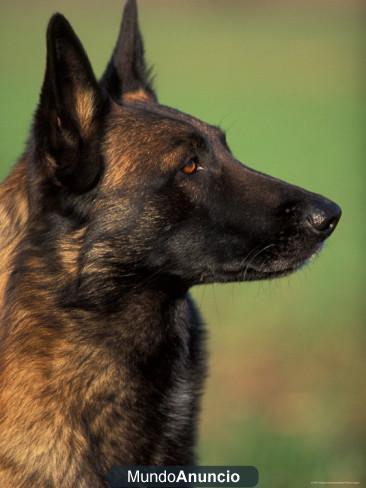 PASTOR BELGA MALINOIS DE NAVARKAN