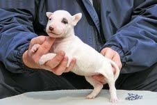 USTED ES SOLO PARA PAGAR PARA EL VIAJE DE MODO QUE USTED TENGA ENTONCES ESTE CACHORRO BULL TERRIER CON USTED