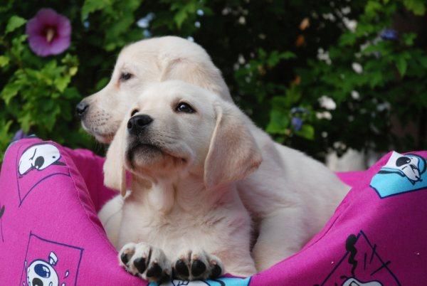 Vendo camada de Labrador