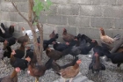 venta de gallinas americanas - mejor precio | unprecio.es