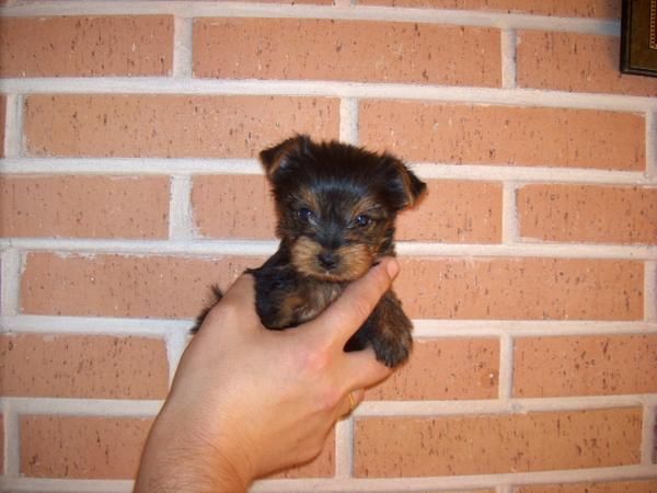 yorkshire terrier cachorritos machos con pedigri (loe)