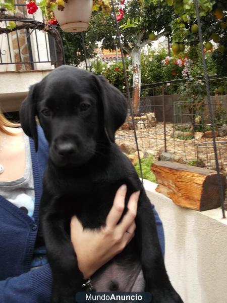 Último cachorro de labrador