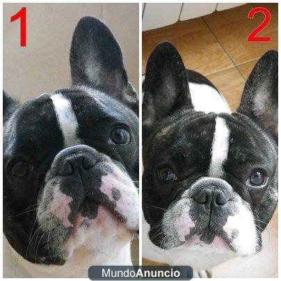 Preciosisisisisimo bulldog francés busca parienta