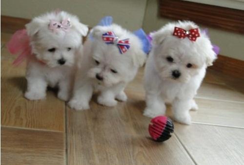 Bichon Maltes Cachorros