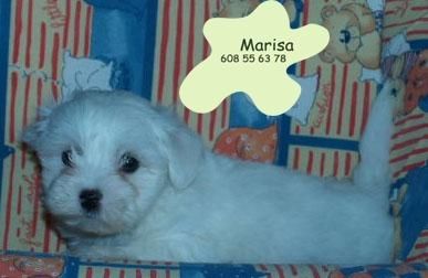 Bichon maltes, de pura raza , ideales