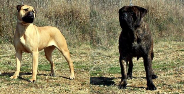 Bullmastiff cachorros disponibles