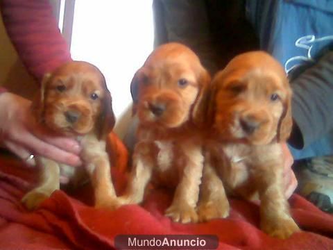 CACHORROS DE COCKER A 300 EUROS CON GARANTAI