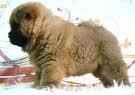 chow chow gran calidad y pedegree 400€ hembras